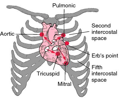 how to listen to heart tones | heart sounds - definition of heart sounds in the Medical dictionary ... Heart Murmurs, Lung Sounds, Nursing Information, Heart Location, Nursing Board, Medical Dictionary, Nursing Assessment, Heart Sounds, Nursing Mnemonics