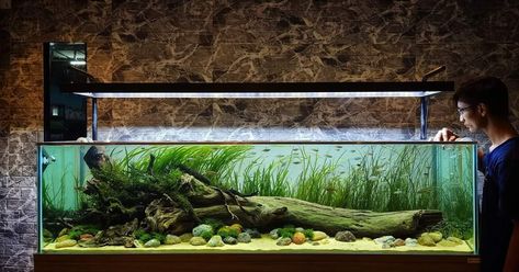 Cool Fish Tank Decorations, Aquarium Inspiration, Biotope Aquarium, Fish Aquarium Decorations, Custom Aquarium, Aquarium Set, Goldfish Tank, Cool Fish Tanks, Diy Fish Tank