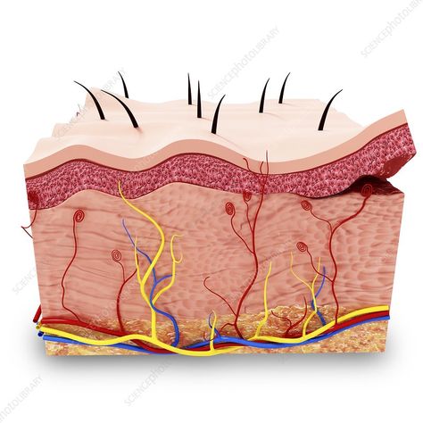 Human skin anatomy, artwork - Stock Image - F008/0300 - Science Photo Library Skincare Infographic, Anatomy Artwork, Skin Anatomy, Drawing Anatomy, Skin Drawing, Human Body Anatomy, Brow Artist, Human Drawing, Perfect Skin Care Routine