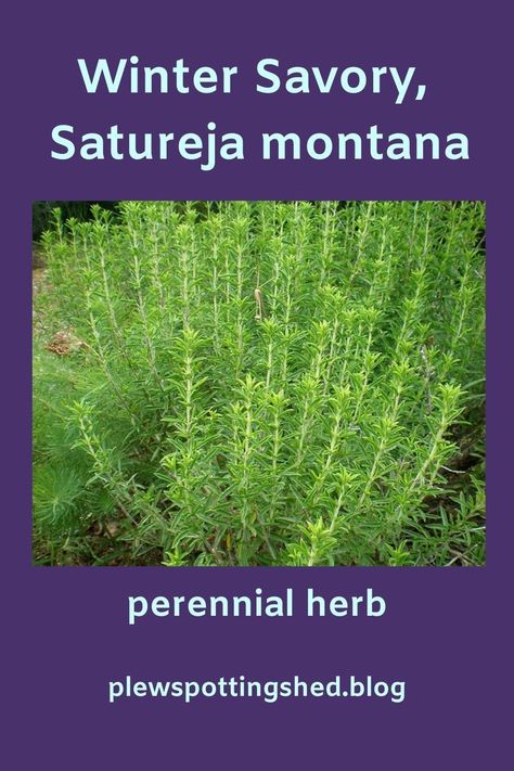 Winter Savory Plant, Evergreen Herbs, Summer Savory, Savory Herb, British Garden, Herb Recipes, Perennial Herbs, Earthy Scent, Aromatic Herbs