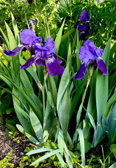 "🌱 1/ PURPLE BEARDED IRIS Bare Root Plant Rhizome Flowers Perennial USA Grower. 📫Shipped FREE with USPS First Class Mail. For your Consideration is this 🌱 1/ PURPLE BEARDED IRIS Bare Root Plant Rhizome Flowers Perennial. Experienced USA Grower. It Blooms in May. STUNNING ACCENT and a SUPER HARDY SPREADER! ✅They thrive in USDA ZONES 3-9B. Check the map in my photos to be sure they'll grow where you live. They need at least 6 hours of sunlight a day. ⭐️Your Bare Root Rhizome Plant, trimmed into Cut Flower Bouquet, Purple Iris Flowers, Root Plants, Shade Tolerant Plants, Drought Tolerant Landscape, Green Inspiration, Iris Garden, Garden Greenhouse, Purple Iris