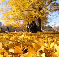 ginko leaf symbolism Ginkgo Leaf Meaning, Leaf Symbolism, Ginkgo Biloba Tree, Leaves Meaning, Tree Poem, Ginko Biloba, Living Fossil, Ginkgo Tree, Dragon Tree