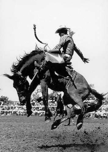 Bucking bronco black and white image Saddle Bronc Riding, Saddle Bronc, Rodeo Poster, Bronc Riding, Rodeo Cowboys, Bucking Bronco, Cowboy Horse, Bull Riding, Cowboy Art