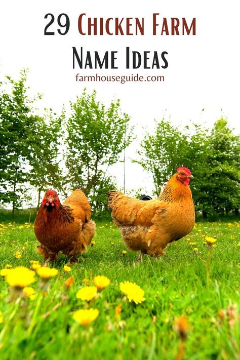 One of the things I am looking most forward to with the farmhouse is having chickens again. Choosing your chicken farm name is something that shouldn’t be taken lightly! There are a few different ways to approach naming your chicken farmhouse. Some things to consider when naming your chicken farm is whether or not you will always do just chickens. #ideas #cute #pouttry #funny #chickenfarmnames #chickenideas #farmhouseguide Chicken Coop Name Signs Diy, Cute Chicken Coop Decor Ideas, Chicken Signs Ideas, Cute Chicken Coops Ideas, Colorful Chicken Coop Ideas, Chicken Signs For Coop, Farmhouse Chicken Coop Decor, Chicken Run Decor, Coop Decorating Ideas