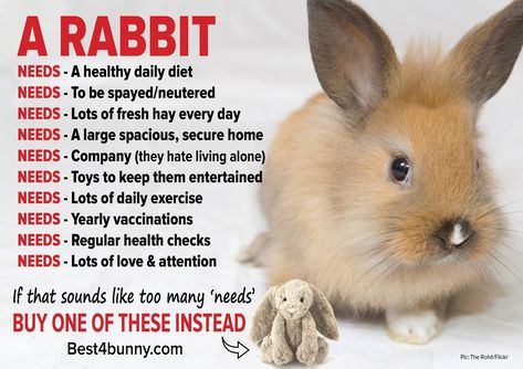 Bunny Diet, Bunny Tips, Rabbit Health, Bunny Care Tips, Funny Bunny Videos, Rabbit Stuff, Lop Bunny, Pet Rabbit Care, Bunny Quotes