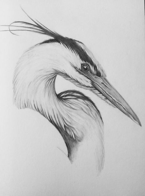 Great blue egret Blue Crane Drawing, Crane Drawing Sketch, Grey Heron Drawing, Heron Drawing Illustration, Egret Drawing, Crane Bird Drawing, Blue Heron Drawing, Heron Sketch, Heron Drawing