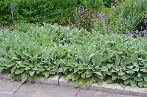 Stachys byzantina 'Big Ears' - Lamb's Ears Stachys Byzantina, Lamb's Ear, Herbaceous Border, Big Ears, Border Plants, Rain Garden, Herbaceous Perennials, Lambs Ear, Perennial Garden