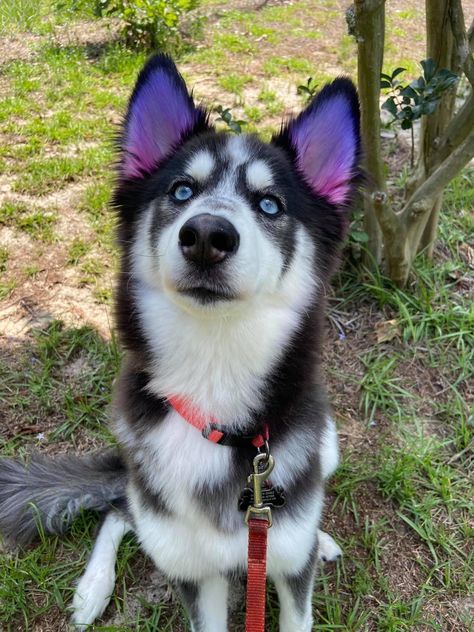 Husky Dyed Fur, Husky Haircut Styles, Dog With Dyed Fur, Dog Dyed Fur, Pet Dye Ideas, Dog Fur Dye, Dog Fur Dye Ideas, Dogs With Dyed Fur, Dogs Dyed Hair