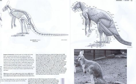 kangaroo anatomy Kangaroo Anatomy, Giraffe Anatomy, Hare Reference, Creature Anatomy, Line Sculpture, Prehistoric Mammals, Animals Australia, Animal Skeletons, Science Illustration