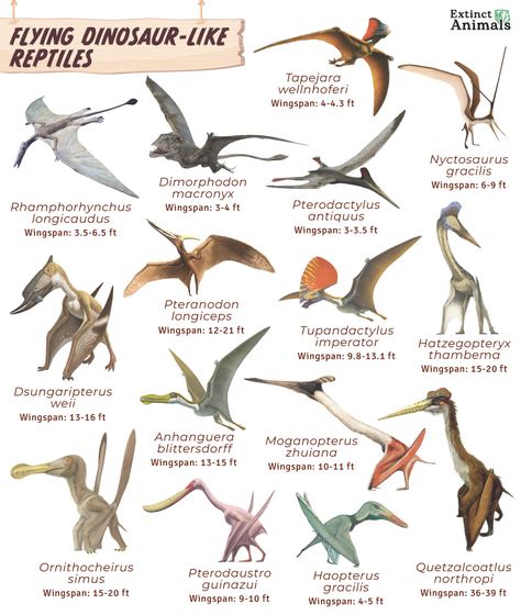 Atlas Bear, Long Neck Dinosaur, Feathered Dinosaurs, Vertebrates And Invertebrates, Raptor Dinosaur, Feathered Serpent, Apex Predator, Extinct Animals, Prehistoric Creatures