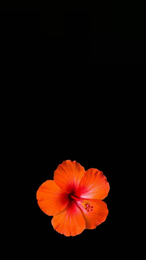 Flower Lockscreen, Flowers Black Background, Orange Hibiscus, Blue Hibiscus, Wallpaper Flower, Hawaiian Flowers, Hibiscus Flower, Hibiscus Flowers, Orange Flowers