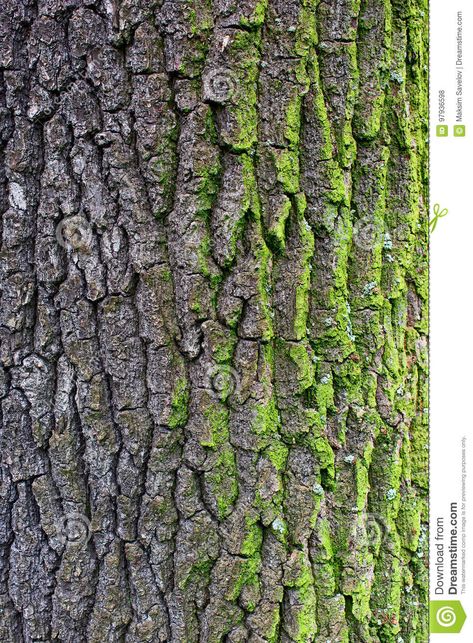 Oak bark with moss stock photo. Image of natural, mossy - 97936598 Moss Texture, Oak Tree Bark, White Oak Tree, Mossy Tree, Tree Bark Texture, Tree Study, Tree Textures, Pencil Drawing Tutorials, Fake Trees