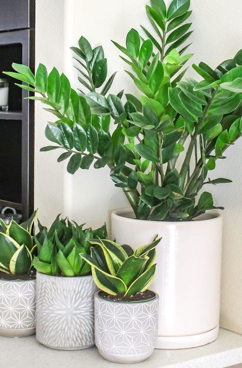 House Plants For Beginners, Rv House, Low Maintenance House Plants, Plants For Beginners, Low Maintenance Indoor Plants, Easy House Plants, نباتات منزلية, Best Indoor Plants, Houseplants Indoor