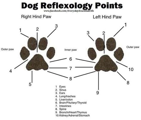 Essential Oils Dogs, Dog Brand, Dog Remedies, Oils For Dogs, Dog Info, Young Living Oils, Border Collies, Pet Hacks, Animal Facts