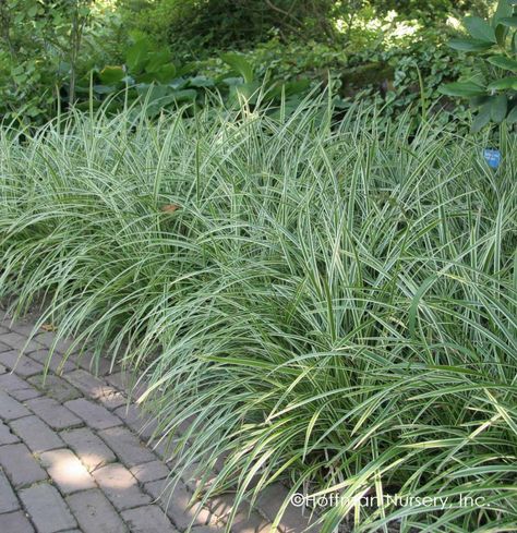 Carex Ice Dance, Carex Grass, Driveway Border, Garden Driveway, Grass Plants, Ornamental Grass, Grasses Landscaping, Ice Dance, Garden Store