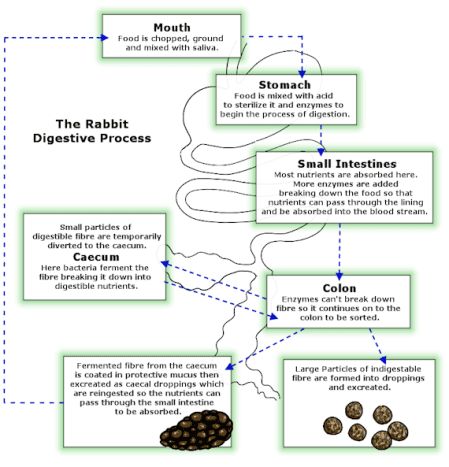 Animal Digestive System Project, Digestive System Flow Chart, Rabbit Digestive System, Horse Digestive System, Digestive System Project, Diagram Of The Digestive System, 4-h Poster Ideas, Android Codes, Vet Medicine