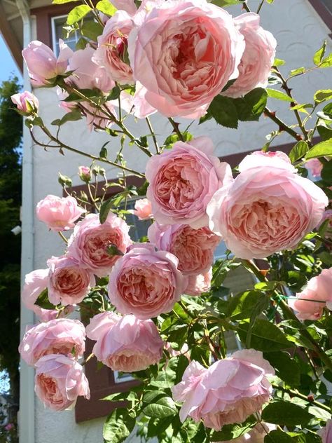 David Austin Roses | Alnwick rose! Very nice Raspberry scent Alnwick Rose, Heirloom Roses, Plant Tags, Rose Vase, David Austin Roses, Pink Garden, David Austin, Rose Bush, Climbing Roses