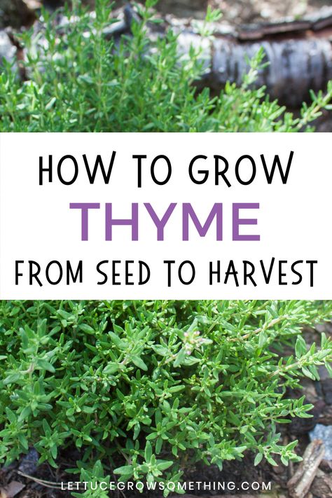 how to grow thyme from seed to harvest How To Grow Herbs From Seeds, Thyme Garden, How To Harvest Lettuce, Growing Thyme, Thyme Herb, Thyme Flower, Thyme Plant, Creeping Thyme, Seed Starting Mix