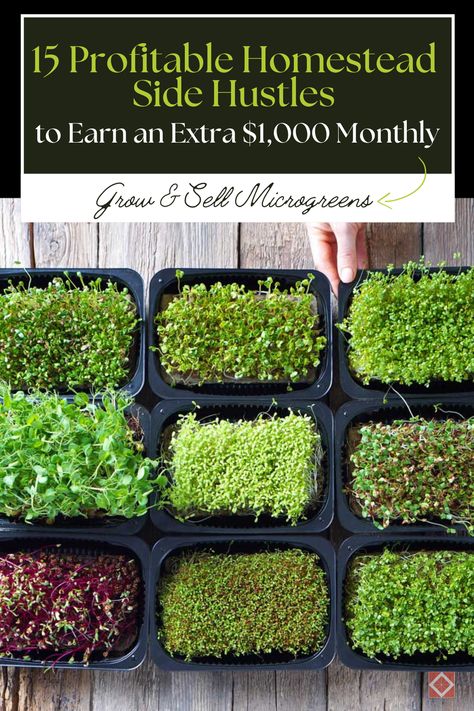 Discover how you can grow and sell microgreens to make an extra $1,000 each month! These nutrient-rich greens are perfect for health enthusiasts and gourmet chefs. Learn the essentials for setting up your microgreen garden in small spaces and start selling to local markets and restaurants. Micro Garden Ideas, Microgreen Garden, Microgreens Garden, Microgreens Recipe, Micro Herbs, Grow Microgreens, Growing Food Indoors, Growing Sprouts, Green Herbs