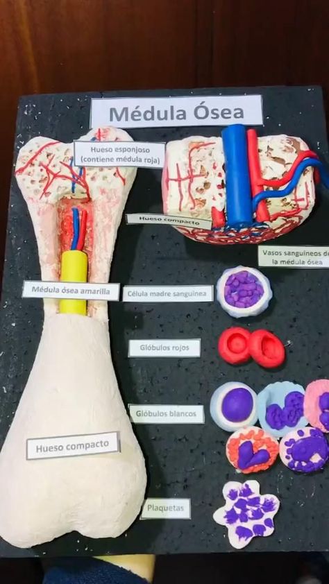 Silly Costumes, Human Body Science Projects, Human Body Projects, Medical Projects, Human Body Science, Biology Projects, Medical School Life, Biology Labs, Science Crafts