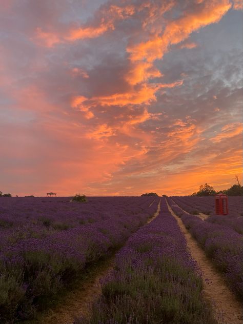 Field Of Lavender Aesthetic, Lavender Fields Aesthetic, Lavender Field Aesthetic, Lilac Field, Burberry Goddess, Field Of Lavender, Sunset Field, Sunlight Photography, Lavender Aesthetic