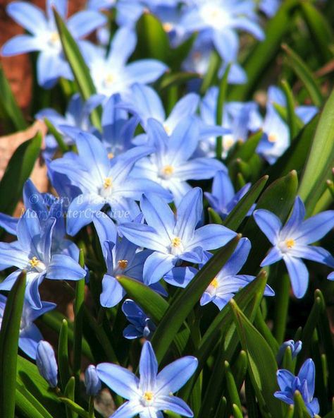 Purple Spring Flowers, Ideas For Flowers, Glory Of The Snow, Spring Gardens, Minnesota Winter, Winter Vegetables Gardening, Snow Flower, Photography Spring, Beautiful Flowers Photography