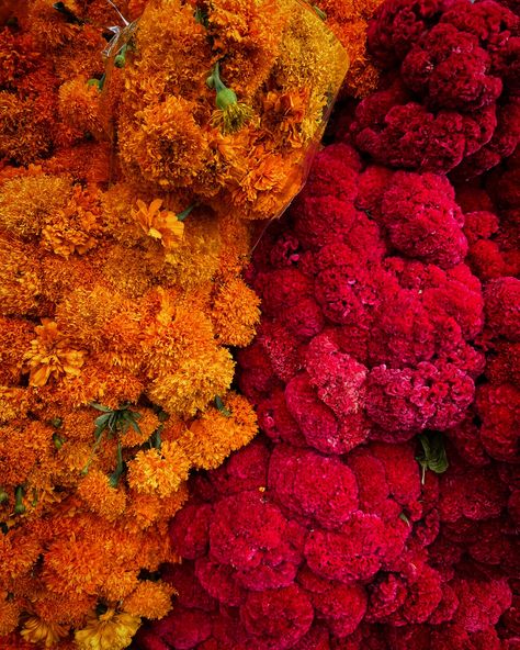 Heading to Mexico City or Oaxaca for Día de Muertos season? Reserve your food tours for this colorful time of year, from late October to early November, at clubtengohambre.com. #clubtengohambre #diademuertos #mexicocity #oaxaca #foodtravel Fall In Mexico, Mexican Fall Aesthetic, Mexico Background, Mexico City Wedding, Strawberry Costume, Million Flowers, Mexican Flowers, Plants Are Friends, Computer Backgrounds