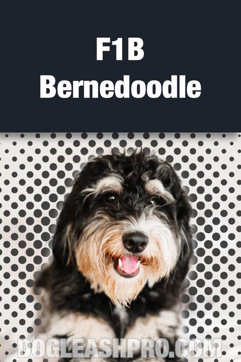 F1B Bernedoodle: Complete Guide F1b Mini Bernedoodle, F1b Bernedoodle, Bernese Mountain Dog Poodle, Bernedoodle Puppies, Mini Bernedoodle, Dog Dna Test, Bernedoodle Puppy, Dog Essentials, Miniature Poodle