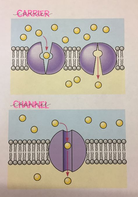 Carrier and channel intrinsic membrane proteins Alevel Biology, Cell Membrane Transport, Protein Biology, Biology Jokes, Biochemistry Notes, Cell Diagram, Organic Chemistry Study, Eukaryotic Cell, A Level Biology