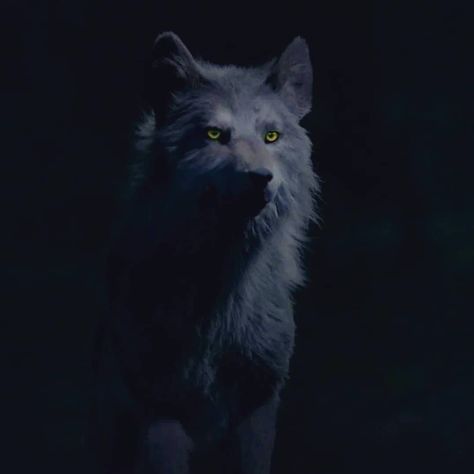 Hope wolf form🐺 #hopemikaelson #legacies #theoriginalsseason5 #tribrid Hope Mikaelson, A Wolf, Yellow Eyes, Season 1, In The Dark, Fanfiction, Books Wattpad, Wattpad, Yellow