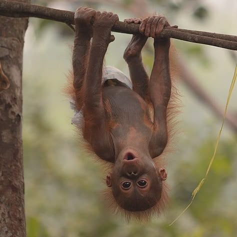 Cute Monkeys, Baby Orangutan, Baby Monkeys, Hanging Upside Down, Monkey Pictures, Monkeys Funny, Cute Monkey, Monkey Business