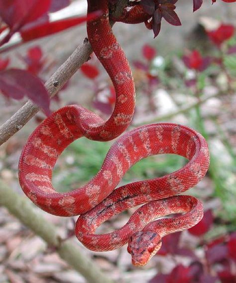 Red snake ! Cool Snakes, Pretty Snakes, Colorful Snakes, Amazing Animal Pictures, Red Snake, Corn Snake, Cute Snake, Beautiful Snakes, Reptile Snakes