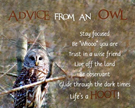 Advice From An Owl, Positive Thought For The Day, A Positive Thought, Owl Quotes, Optimism Quotes, Cat Advice, Afternoon Quotes, Thought For The Day, Animal Medicine