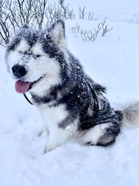 Maya is a seal coated four year old female malamute. Taken in Dutch Harbor Alaska Malamute Aesthetic, Snow Patrol, A Seal, Alaskan Malamute, 2025 Vision, Bernese Mountain, Bernese Mountain Dog, Film Set, Mountain Dogs