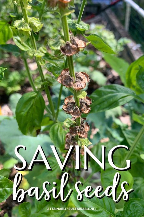 Missouri Wildflowers, Harvest Basil, Pasta Basil, Grow Kale, Deck Gardening, Basil Garden, Pesto Basil, Grow Basil, Harvesting Basil