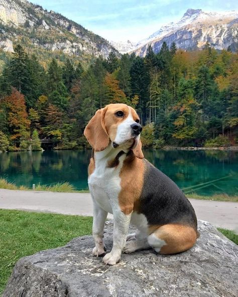 Anime Animals Wallpaper, Dogs Tattoo Ideas, Dog Ear Tattoo, Beagle Pictures, Cute Beagles, Dog Line, Jack Russel, Beagle Puppy, Dog Wallpaper