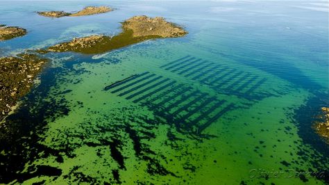 oyster farming, northern Brittany Oyster Farming, Aerial Photography, Golf Courses, Photography