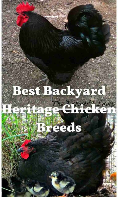 We are passionate about saving heritage breeds of farm animals, especially heritage chicken breeds. Learn what a heritage chicken breed is and how to help save them. Heritage Breeds Livestock, Largest Chicken Breed, Chicken Breeds Chart, Chicken Breeds With Pictures, Heritage Chicken Breeds, Heritage Chickens, Chicken Poop, Chicken Raising, Homestead Animals