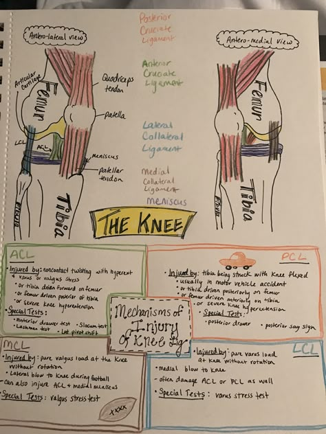 The knee- injuries Physical Therapist Assistant Student, Physical Therapy Student Notes, Physical Therapy Notes, Sports Medicine Notes, Physical Therapy Student Study, Physical Therapy Student Aesthetic, Physical Therapy Assistant Student, Pt Assistant, Athletic Training Student