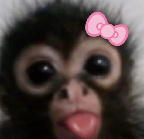 A Monkey, To Look, Look At, Internet, Dogs, Funny, Pink