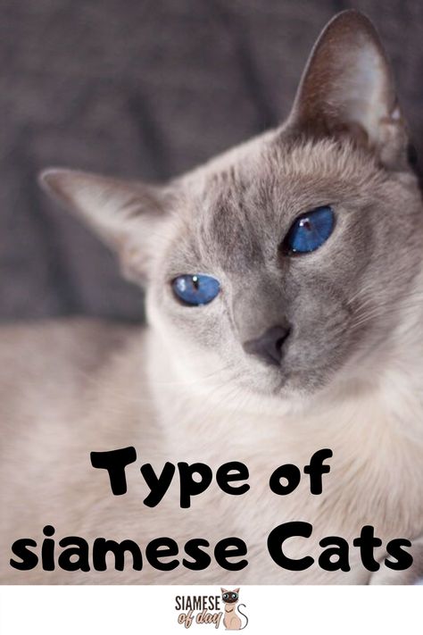 In fact, there are two types of Siamese cats: the modern Siamese cat and the so-called Thai cat, which is the older breed from which modern Siamese cats originated. #siamesecat #siamesekitten #typeofsiamesekitten #typeofsiamesecat Siamese Cats For Sale, Snowshoe Siamese Cats, Flame Point Siamese Long Hair, Simease Cats Siamese, Kittens Care, Cat Breeding, Cat Breeds Siamese, Snowshoe Siamese, Flame Point Siamese Cats