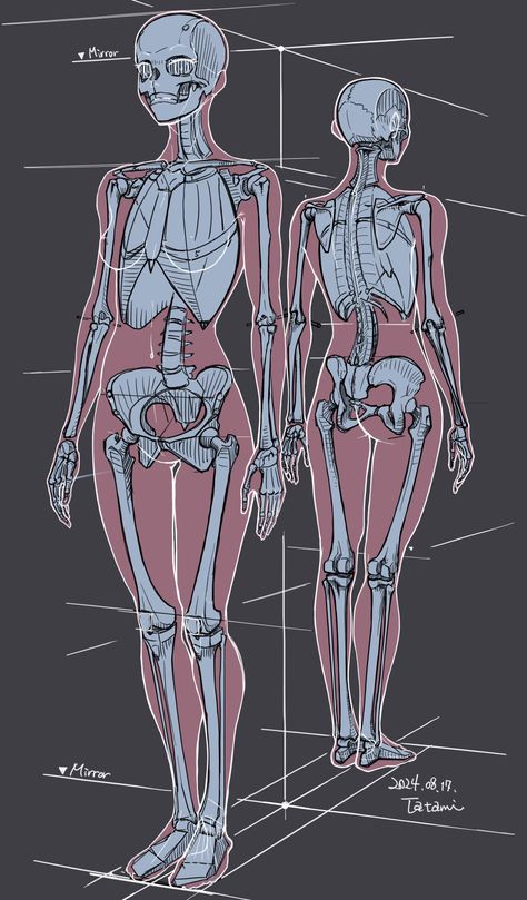 Female Skeleton, Human Skeleton Anatomy, Female Anatomy Reference, Skeleton Anatomy, Cats Art Drawing, Anatomy Tutorial, Human Anatomy Drawing, Body Sketches, Human Skeleton