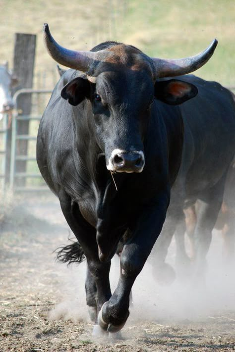 #goforthegreen #ridethebull #OTCStockPick #OTC Bucking Bulls, Bull Cow, Bull Riders, Cow Calf, Bull Riding, A Bull, Down On The Farm, The Bull, Animal Planet