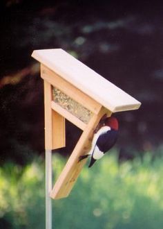 Woodpecker Feeder, Backyard Birds Watching, Bird House Plans Free, Woodpecker Bird, Backyard Birds Sanctuary, Backyard Birds Feeders, Bird Feeder Plans, Nuthatches, Squirrel Proof Bird Feeders