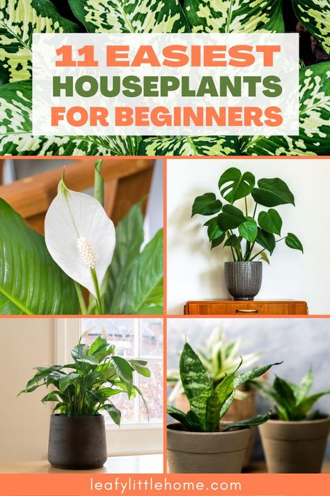 If you’re thinking about getting a houseplant or two, any of these easy houseplants for beginners are a great place to start. These 11 plants are all super-easy to care for, even for total newbies to houseplants. They can survive (and even thrive!) in less than optimal conditions. Most will even tolerate a bit of neglect. #houseplants #gardening #containerplanting Houseplants For Beginners, Easy Houseplants, Money Plants, Easy Care Houseplants, Easy House Plants, Swiss Cheese Plant, Chinese Money Plant, Zen Space, Survival Gardening