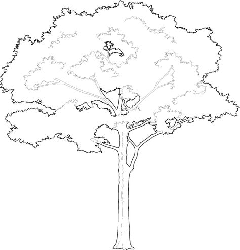 Tree Shapes Design, Tall Tree Drawing, Tree Dwg, 2d Tree, Line Art Tree, Trees Architecture, Tree Line Drawing, Architectural Trees, Trees Illustration