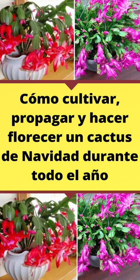 Cómo cultivar, propagar y hacer florecer un cactus de Navidad durante todo el año Navidad Natural, Cactus Y Suculentas, Alicante, Terrarium, Cactus, Patio, Crochet, Plants, Flowers