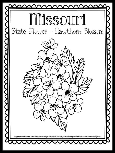 Missouri State Flower Tattoo, Missouri Tattoo, Missouri State Flower, Hawthorne Flower, Hawthorn Blossom, Sketching Inspiration, State Flowers, State Crafts, The 50 States