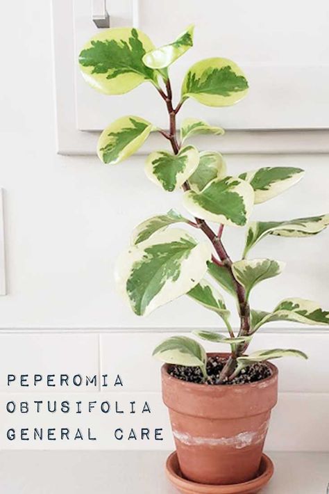 Peperomia Obtusifolia | Pepperomia | General water, light and care tips Plants Safe For Cats, Colorado Flowers, Baby Rubber Plant, Peperomia Obtusifolia, I Love Plants, Peperomia Plant, Love Plants, Plant Care Houseplant, I Love Cats