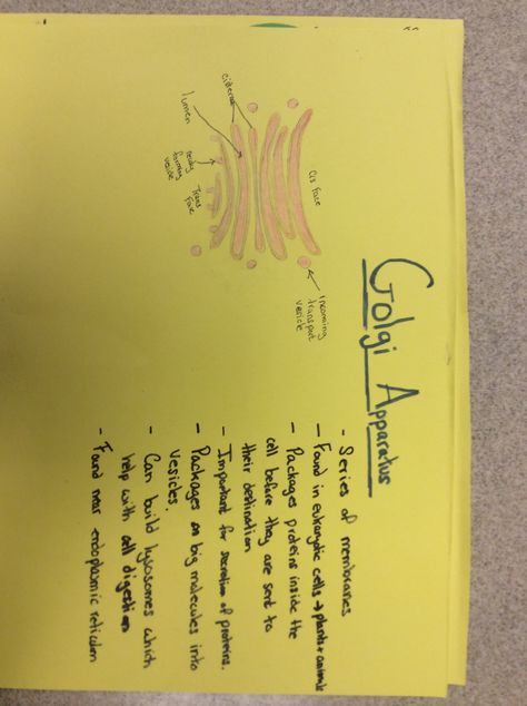 Golgi Apparatus Project Golgi Apparatus, Bacterial Cell, Biology Notes, College Tips, College Hacks, Biochemistry, Science Fair, Life Skills, School Stuff